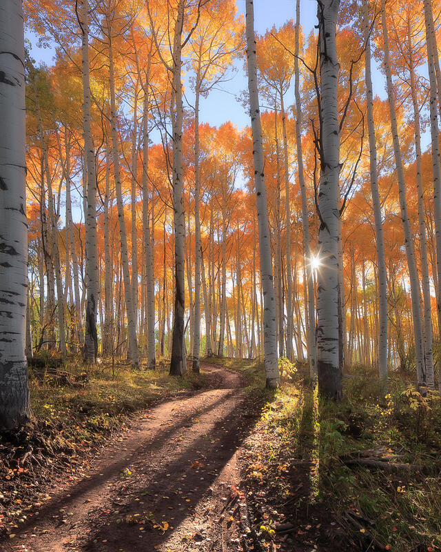 A sunburst shines from behind the white trunks of an aspen forest with golden leaves and a path leading through the forest. 