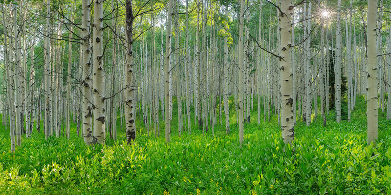 Thin aspen tree trunks are everywhere and surrounded by springtime green growth on the forest flow as a sunburst shines through the trees.
