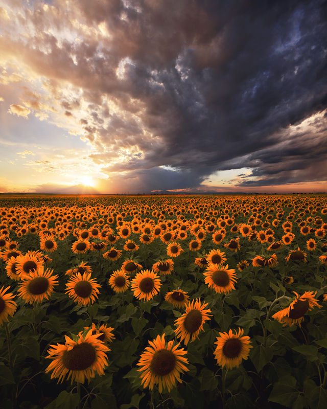 The Sunflower Kingdom print