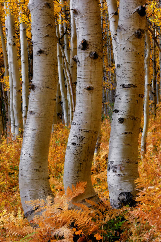 Three slightly bent and curved white aspen tree trunks stand tall above a floor of red and orange ferns.