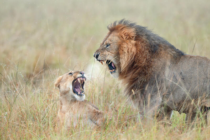 Lions Breath