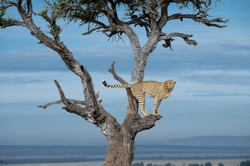 Cats Vista