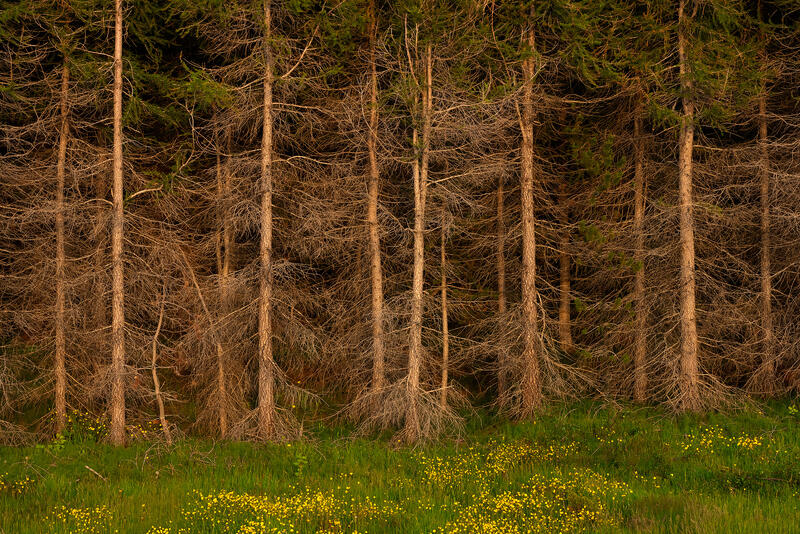 Birch Montage print