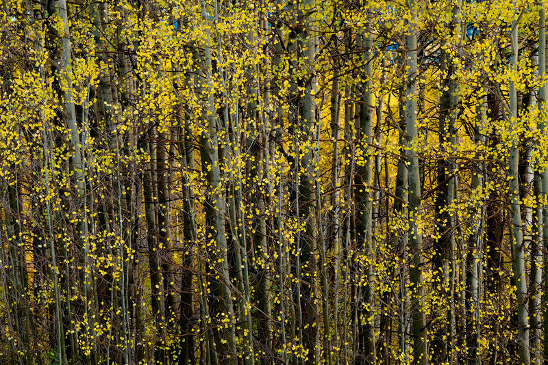 Tall, narrow, tightly-packed aspen trees are filled with tiny yellow aspen tree leaves that fill the entire frame with white aspen tree trunks in the background