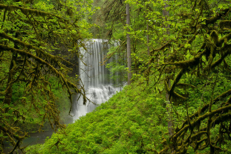 A wide waterfall plunges over the cliffside and framed by the branches of the old growth trees draped in moss.