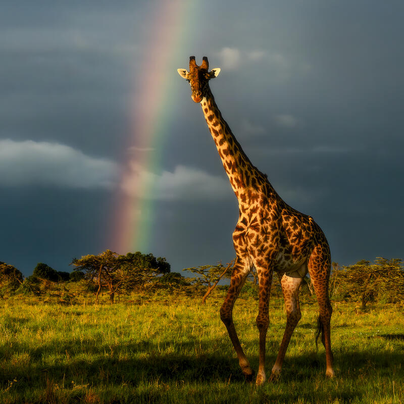 Rainbow Strider