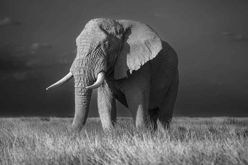 Majestic