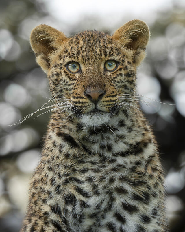 Wild Eyes