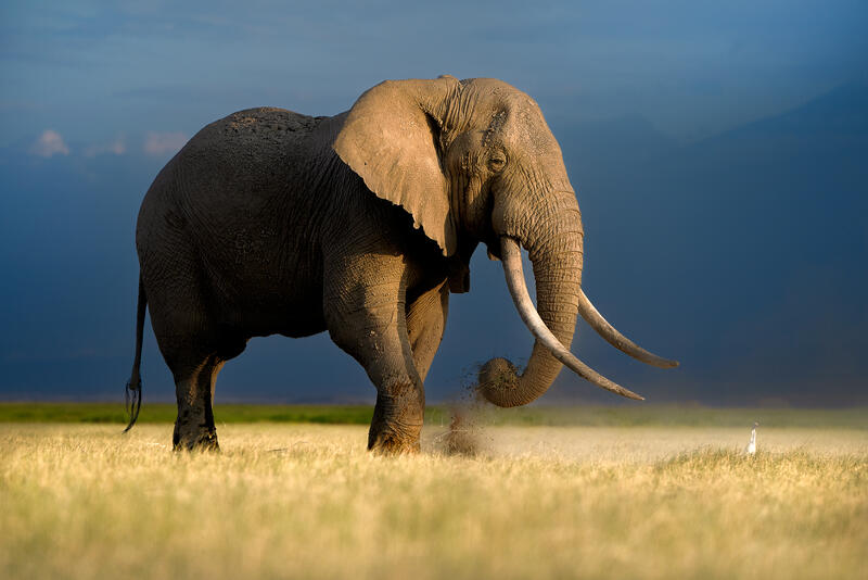 Tusker 