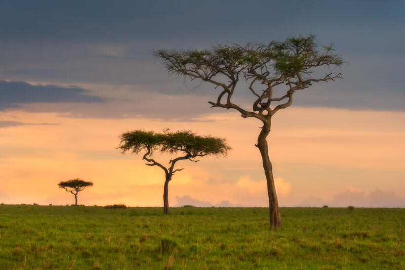 Savanna Silhouettes