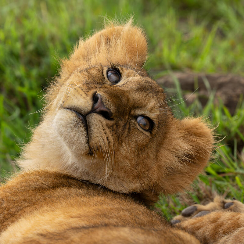 Curious