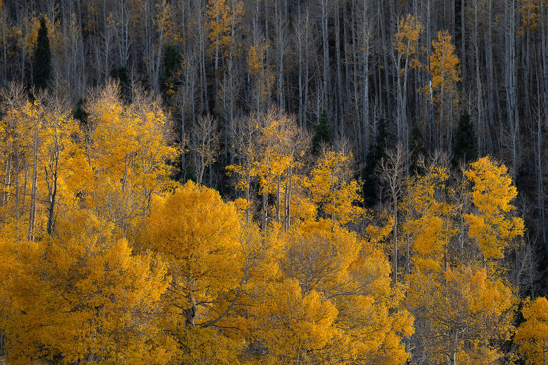 Pillars of Gold