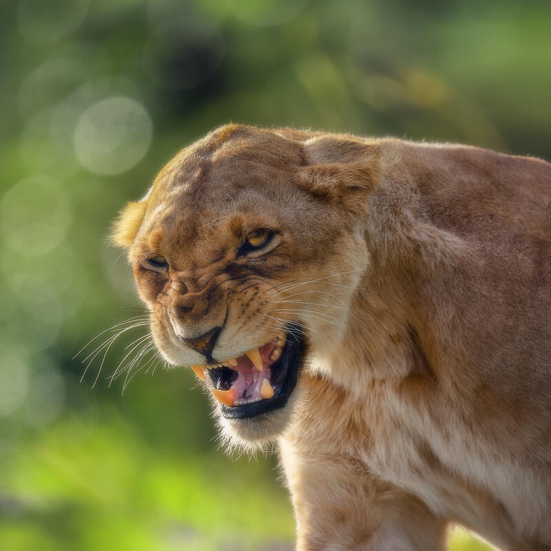 Her Fury