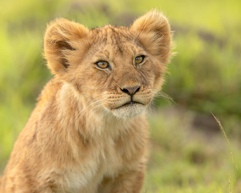 Young Hunter