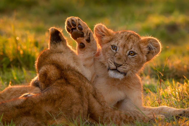 Backlit by golden sunlight, the cub’s raised paw and focused gaze bring energy and innocence