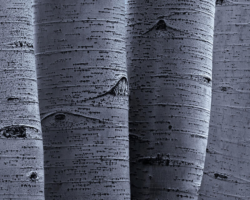 Aspen tree trunks grouped tightly together are seen up close and with no space between them.