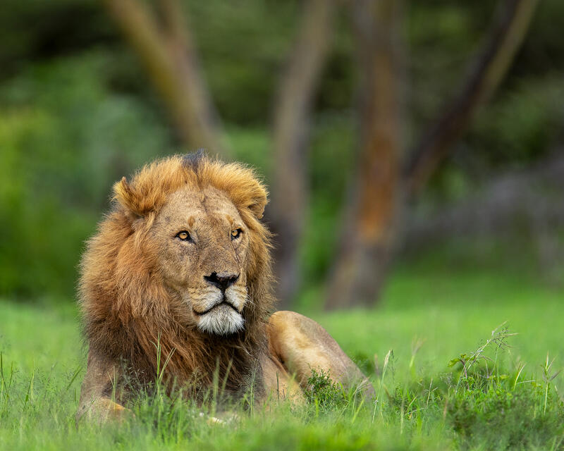 Africa