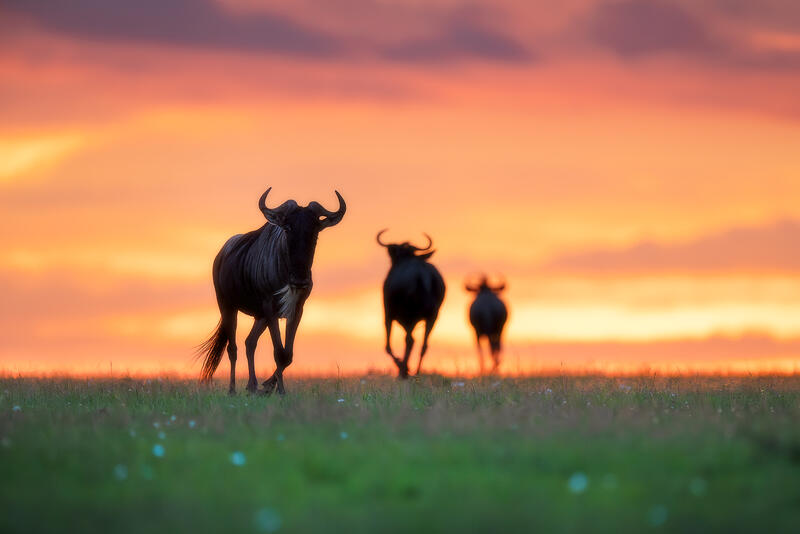 Wildebeest silhouettes move across the savanna under a glowing sunset sky.