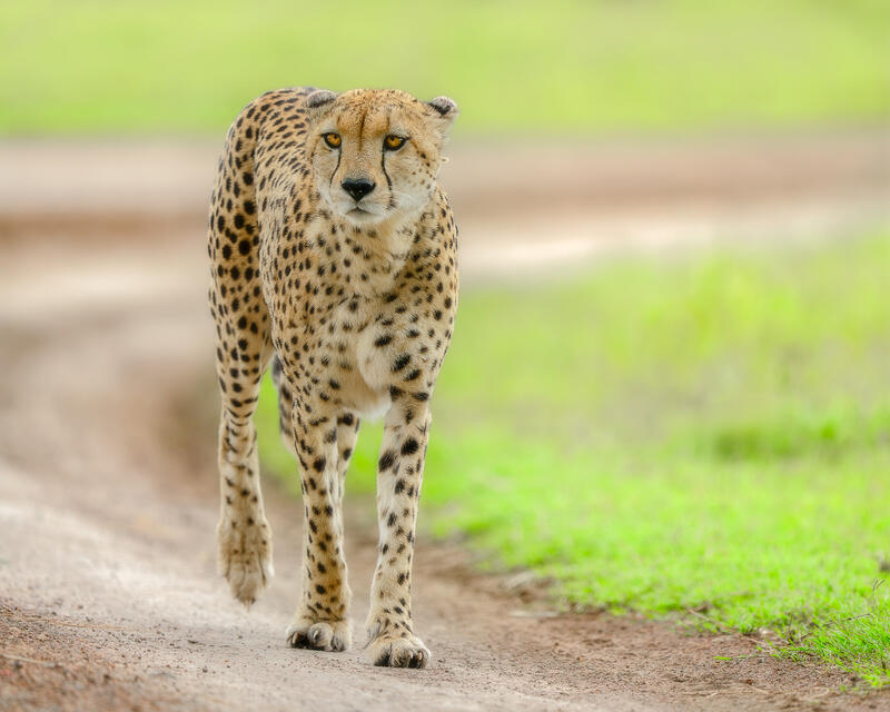 Cheetah's Racetrack print