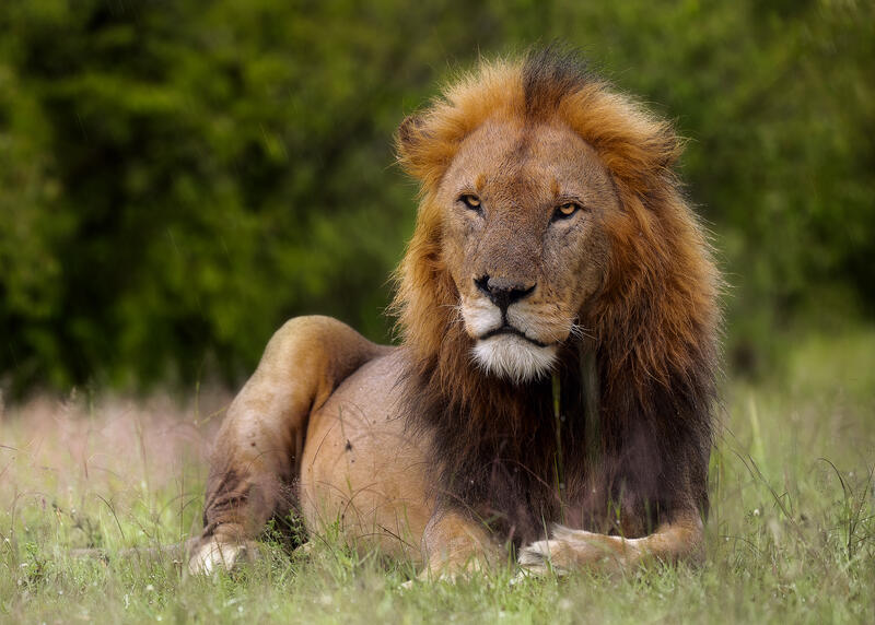 Rain King