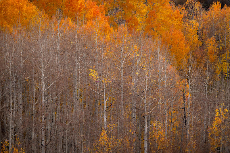 Fiery orange aspens crown a forest of silver trunks during peak fall in the Colorado Rockies.