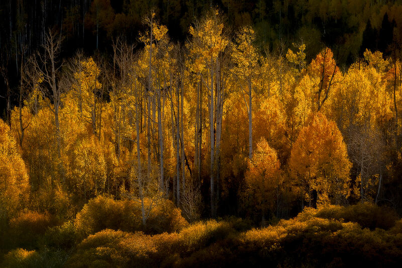 Golden Colorado aspens blaze in backlit light against a shadowed mountain forest.