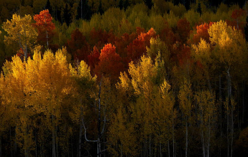 Sunlit aspens stand above a glowing carpet of golden foliage in a Colorado forest.