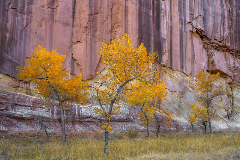 Golden cottonwood trees glow against layered Utah sandstone cliffs in a striking autumn desert scene.
