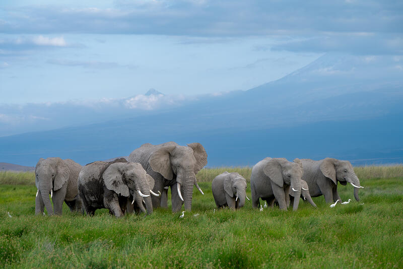 Kilimanjaro's Troops