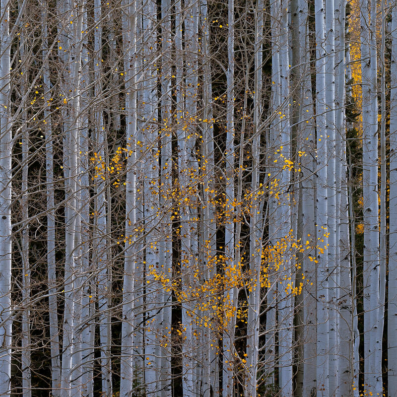 Whispers print