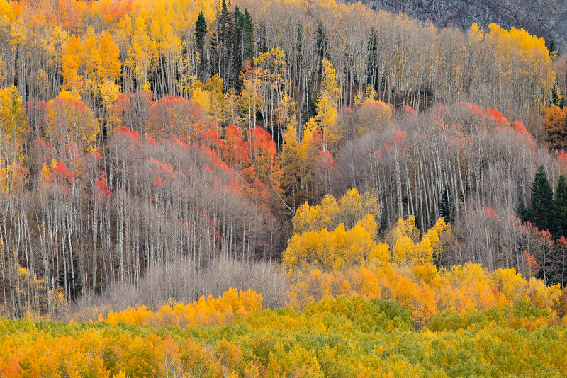 A layered Colorado hillside glows with gold, red, and green during peak fall color.