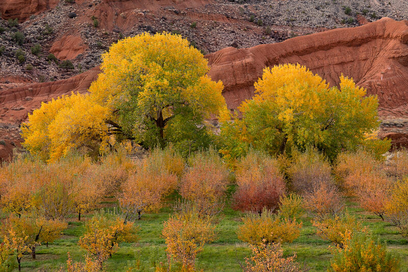 Golden cottonwoods blaze with fall color beneath towering red sandstone cliffs in southern Utah.