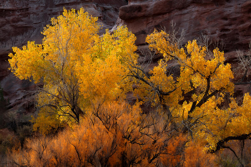 Golden autumn cottonwood trees in Utah canyon landscape.