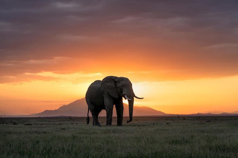 Dusk Tusks