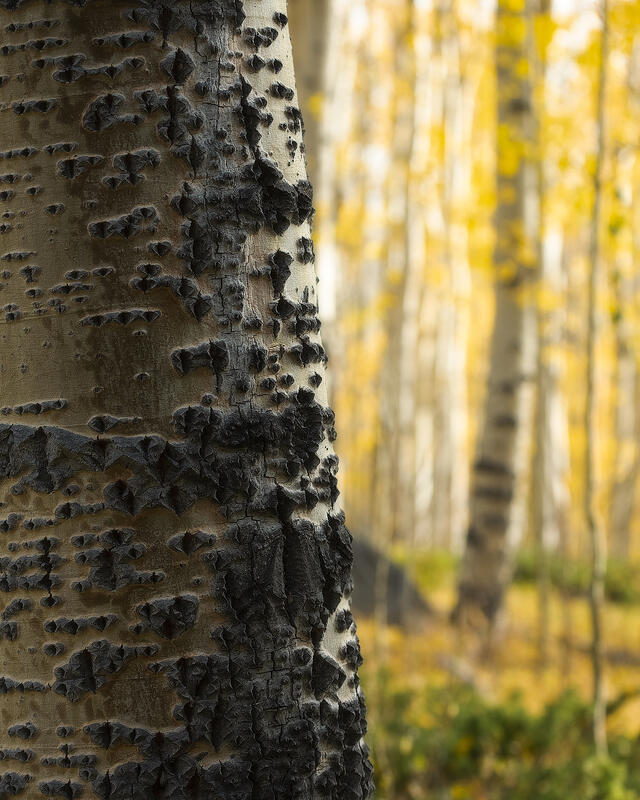 Colorado's Forest Details print