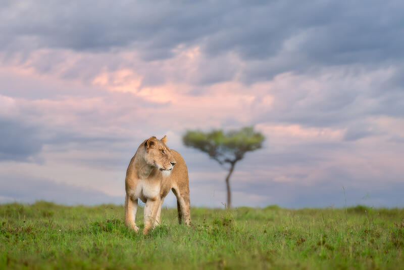Lioness