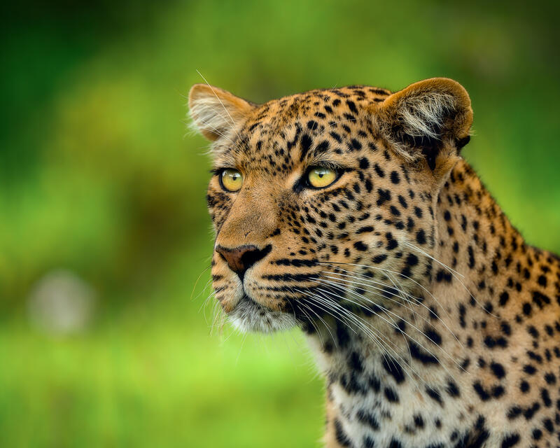A leopard’s intense gaze.