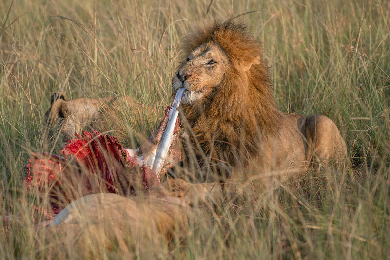 Apex Predator