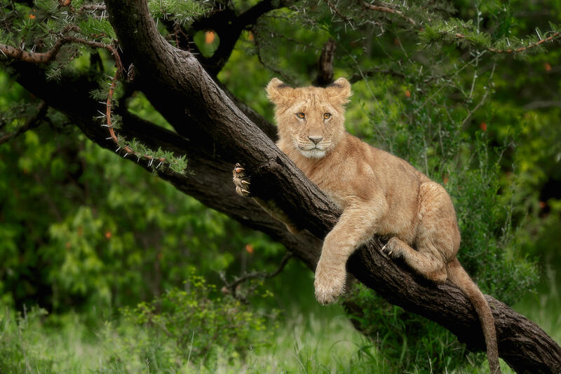 Cub Perch