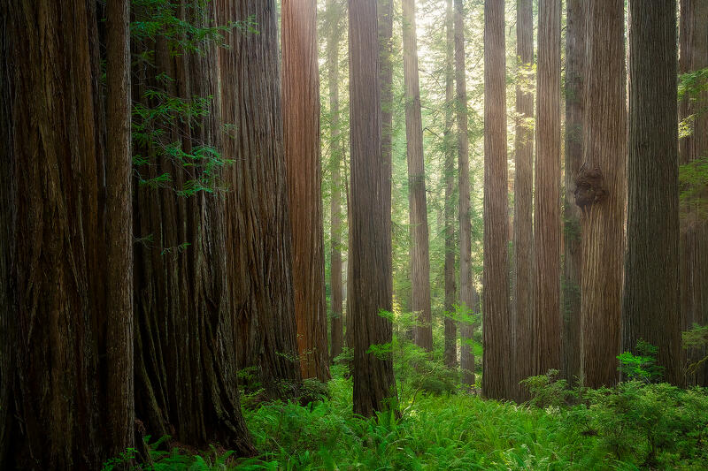 Stately Trees print