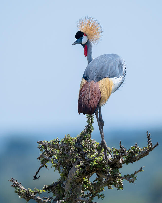 Crowned Crane II
