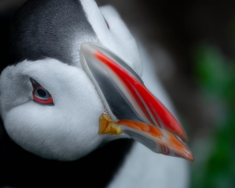 An intimate portrait reveals the vivid beauty and personality of Iceland's iconic Atlantic Puffin.

