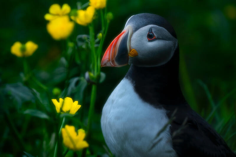 A colorful Atlantic Puffin stands quietly among Iceland's summer wildflowers.
