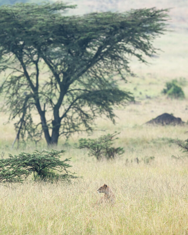 In the Bush