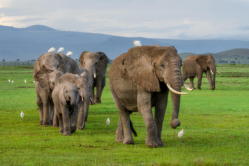 A herd of elephants moves across vibrant green plains in this Kenya.