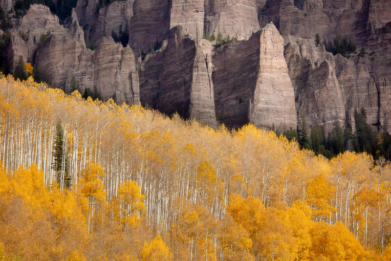 Close up view of gold leaved aspen trees standing in front of mountains with sunlight shining on the rocks.
