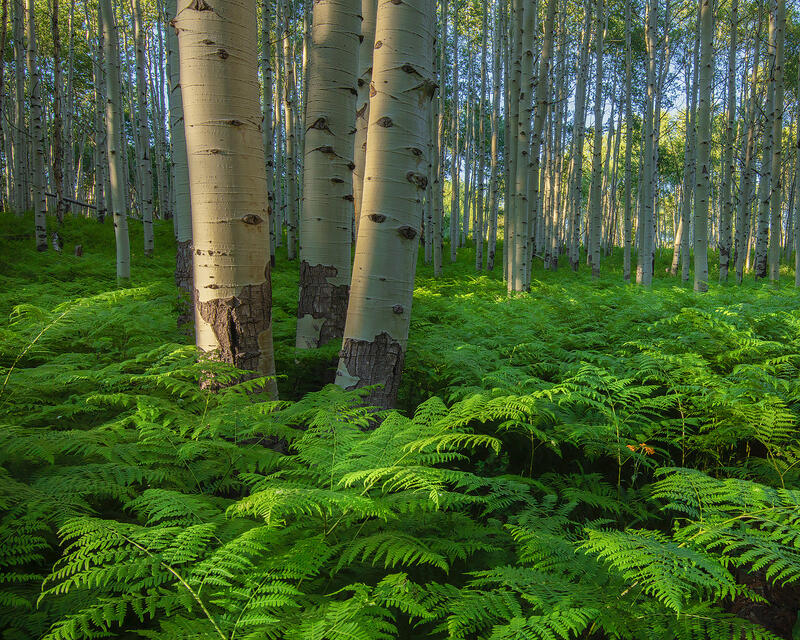 Emerald green ferns are touched gently by sunlight as white aspen tree trunks tower over them.