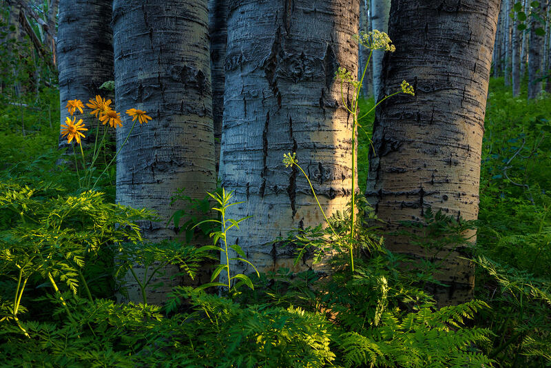 Time-Tested Trunks | Aspen Tree Photography Gallery print