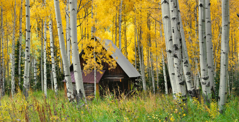 A small cabin sits in the tall meadow grass and is surrounded by aspen trees with white trunks and yellow leaves. 