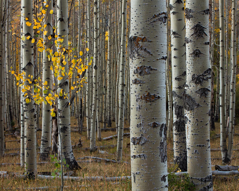 Aspen tree trunks are seen in the forest and one young aspen tree grows showing it's leaves of yellow.